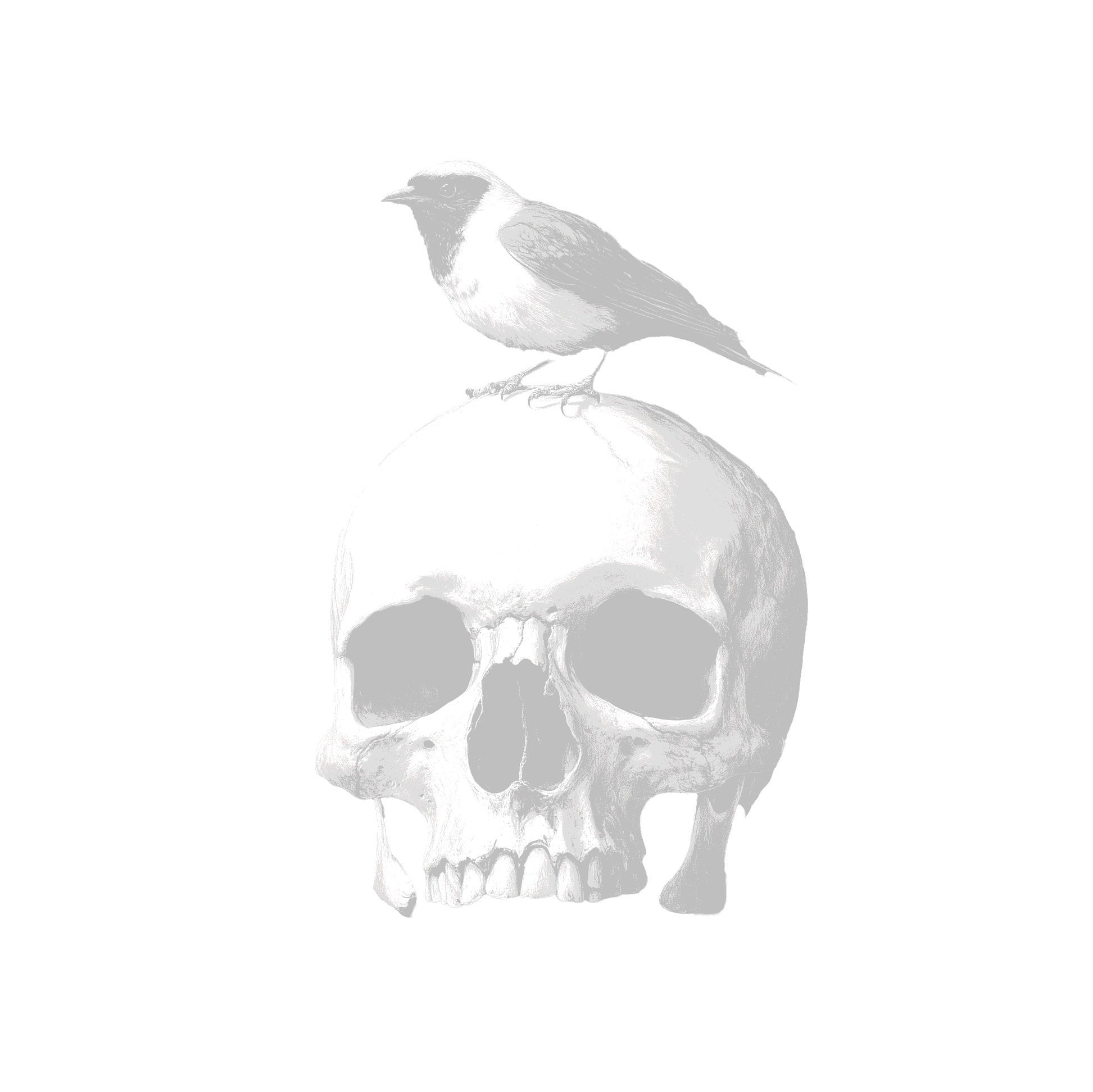 S.I.G.N.A.T.U.R.E. - DONTDIE HORSE